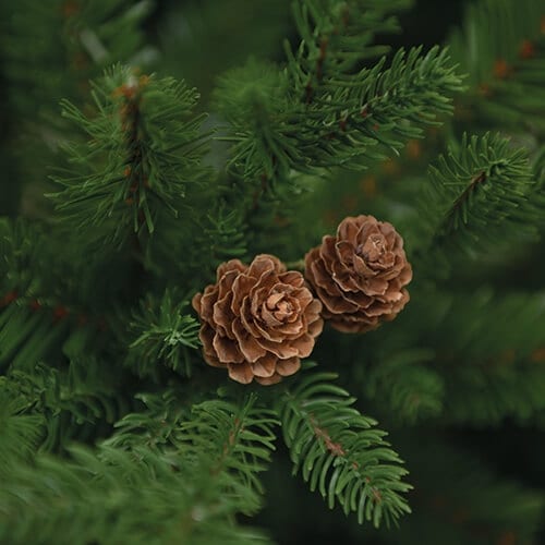 conifer dream detaliu