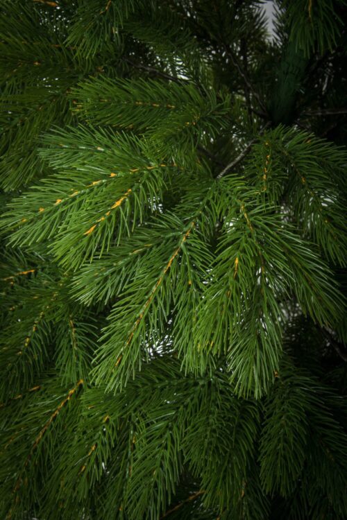 Brad Artificial CONIFER DREAM - image Royal-Pine-1-1-500x750 on https://depozituldebrazi.ro